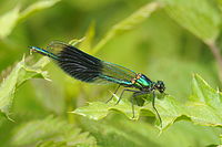 Calopteryx éclatant.