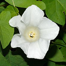 Blüte von oben von Calystegia sepium subsp. sepium