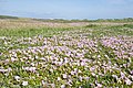 ハマヒルガオ Calystegia soldanella