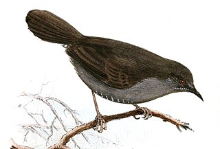 Grey wren-warbler Species of bird