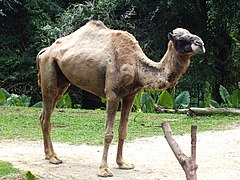 Jednogrba deva, (Camelus dromedarius)