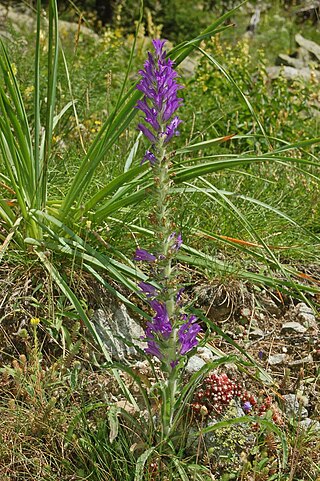 <i>Campanula spicata</i> Species of flowering plant