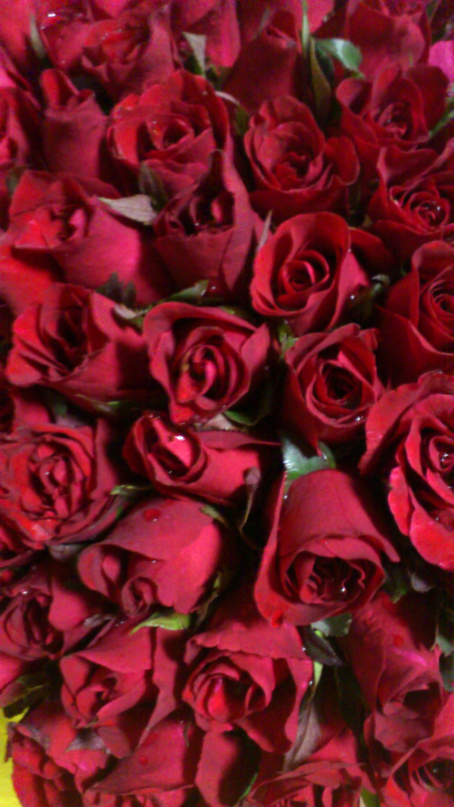 Bó hoa hồng nhung đỏ thẫm: Một bó hoa hồng nhung đỏ thẫm luôn đầy ý nghĩa và tình cảm. Hãy ngắm nhìn và cảm nhận sự đẹp đẽ của chúng qua hình ảnh. Một món quà tuyệt vời để gửi gắm những lời yêu thương và chúc phúc đến những người thân yêu.