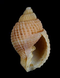 <i>Cancellaria ventricosa</i> Species of gastropod