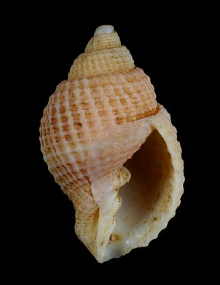 <i>Cancellaria ventricosa</i> Species of gastropod