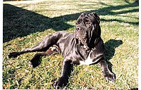 Cannon - Male Neapolitan Mastiff 1998.jpeg