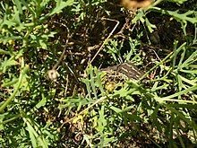 Cape dwarf chameleon in its preferred type of vegetation - dense, fine and thin. Cape Dwarf Baby 001.jpg