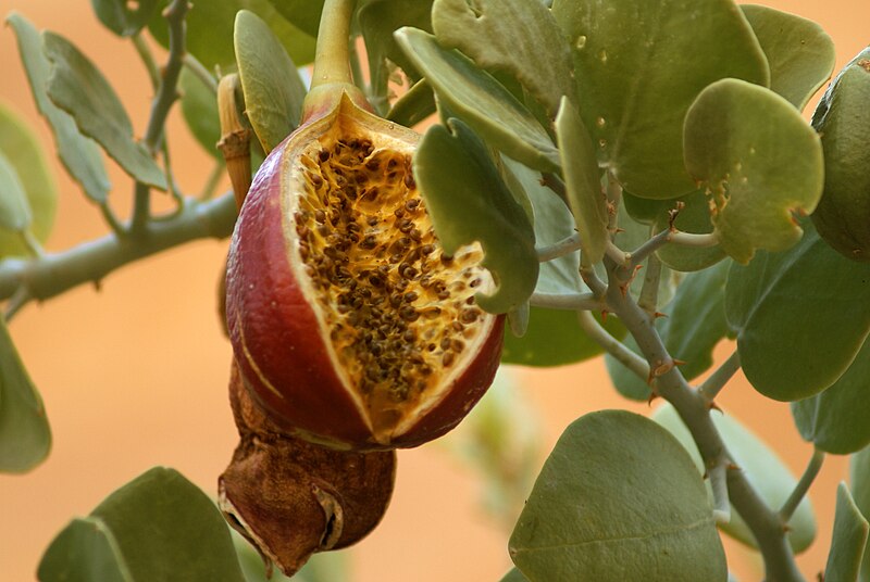 File:Capparis cartilaginea open fruit.jpg