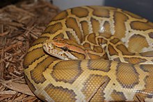 Caramel Burmese python Caramel burmese python.JPG