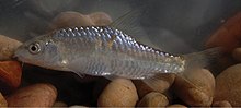 Carasobarbus sublimus - ZooKeys-339-001-g027.jpg