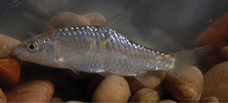 <i>Carasobarbus sublimus</i> Species of fish