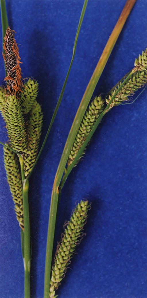 Carex lenticularis NRCS-2