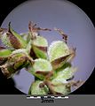 C. tomentosa ♀ spike (detail), utricles densely white-puberulent