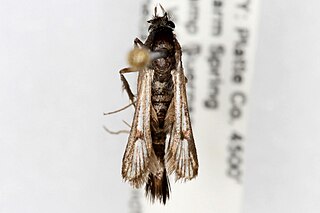 <i>Carmenta</i> (moth) genus of insects