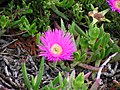 Carpobrotus spec., Westkap, Südafrika