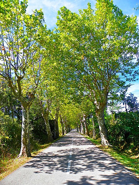 File:Carretera entre Darnius i Maçanet de Cabrenys - panoramio.jpg