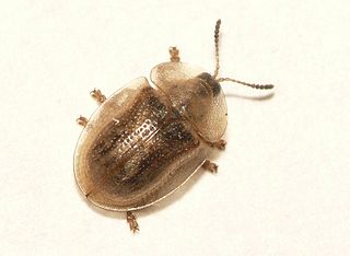 <i>Cassida flaveola</i> Species of beetle