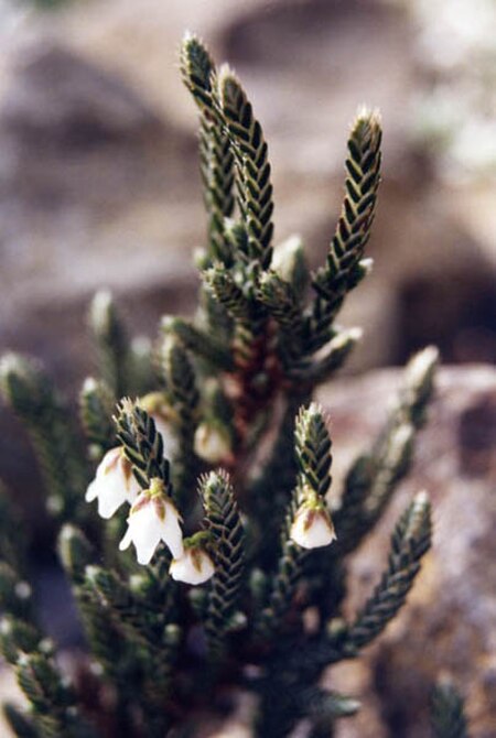 Cassiope fastigiata