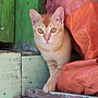 Thumbnail for File:Cat (Myanmar) (2008 photo; cropped 2022).jpg