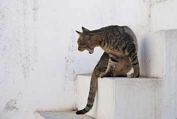 A young European cat. Porto Covo, Portugal.