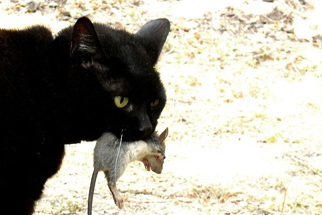 black cat eating mouse