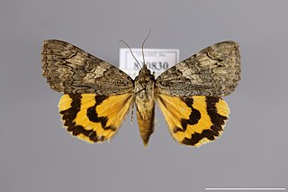 <i>Catocala helena</i> Species of moth