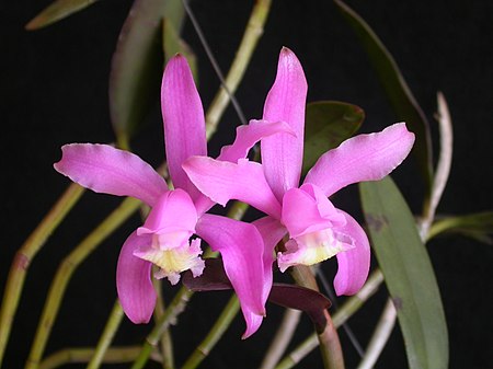 Cattleya kerrii.jpg