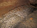 Cave stream (Skyline Caverns, Front Royal, Virginia, USA) 7 (28393085716).jpg