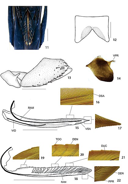 File:Cavichiana alpina (10.3897-zoologia.37.e38783) Figures 11–22.jpg