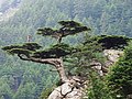 A mature tree growing in bonsai shape in its natural habitat at Kalpa, Himachal Pradesh, India. (dry zone).