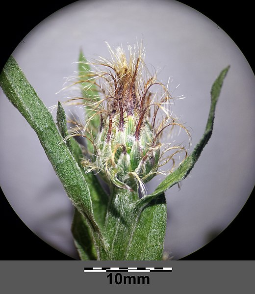 File:Centaurea stenolepis sl22.jpg