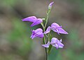 Cephalanthera rubra