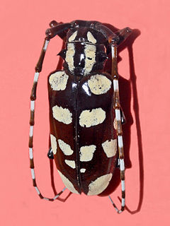 <i>Anoplophora horsfieldii</i> Species of beetle