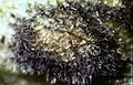 Cercospora zebrina Trifolium repens2.jpg