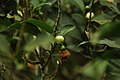 Ceylon Tea Flower 3.jpg