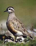 Charadrius morinellus male.jpg