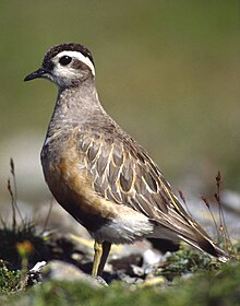 Charadrius morinellus samiec.jpg