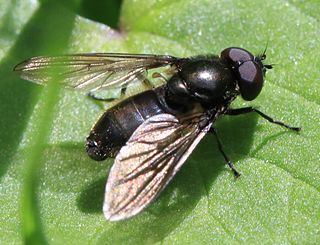 <i>Cheilosia pubera</i> Species of fly