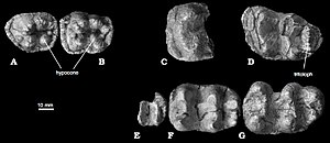 Teeth of Chilgatherium;  E to G form part of the holotype