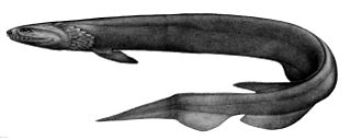 <span class="mw-page-title-main">Frilled shark</span> Species of shark