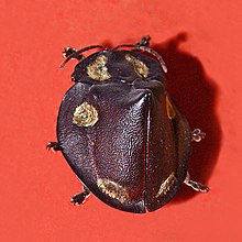 Chrysomelidae - Mesomphalia turrita.jpg