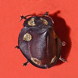 Chrysomelidae - Mesomphalia turrita