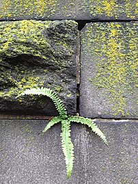 Lichen and fern, Church_of_the_Intercession_-_Cemetery_Wall_Detail