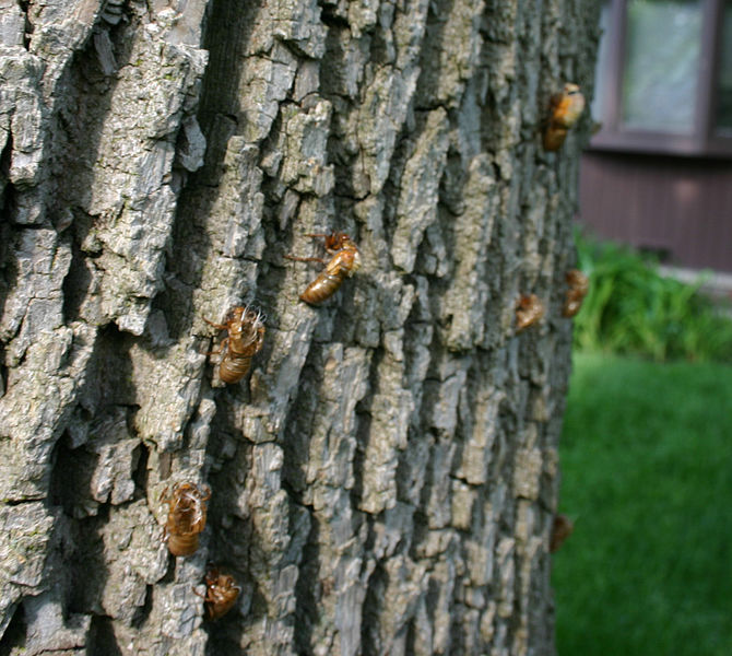 File:Cicadas climbing.jpg