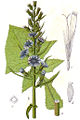 Cicerbita alpina (as syn. Mulgedium alpinum) vol. 14 - plate 48 in: Jacob Sturm: Deutschlands Flora in Abbildungen (1796)
