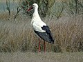 * Nomination Ciconia ciconia (white stork), near the lake of Villafáfila (Zamora, Spain). --Drow male 09:42, 23 April 2019 (UTC) * Decline  Oppose Strong CA and a lack of sharpness and detail.Sorry. --Ermell 11:14, 23 April 2019 (UTC)