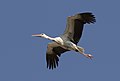 * Nomination White stork (Ciconia ciconia) --Zcebeci 19:58, 19 August 2020 (UTC) * Promotion Very good image and good quality --- Spurzem 20:47, 19 August 2020 (UTC)