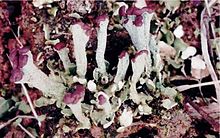 Cladonia subcariosa (Syns.: C. sobolescens, C. calvulifera) Cladonia subcariosa (EU).jpg