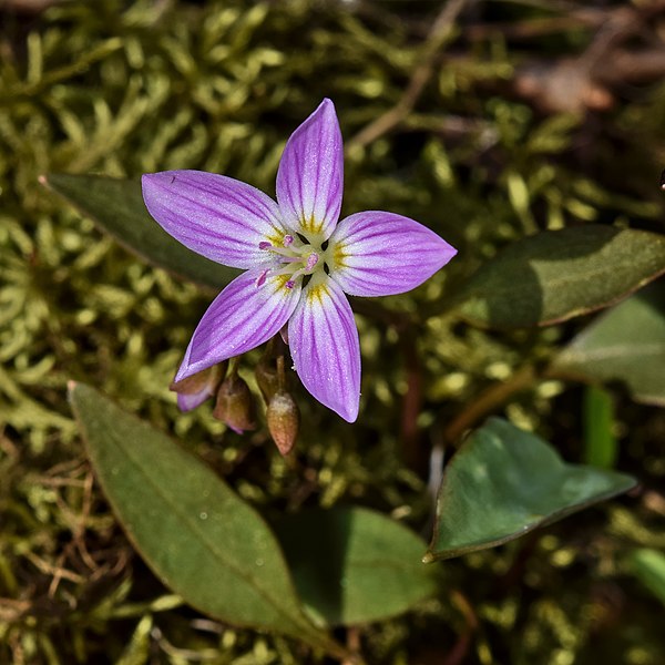 File:Claytonia caroliniana.jpg