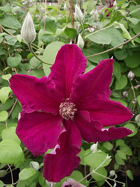 Beschrijving van de afbeelding Clematis Ernest Markham.JPG.